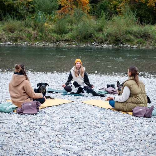 Hundeauslaufgebiet-Der heraufschauende Hund-Bild