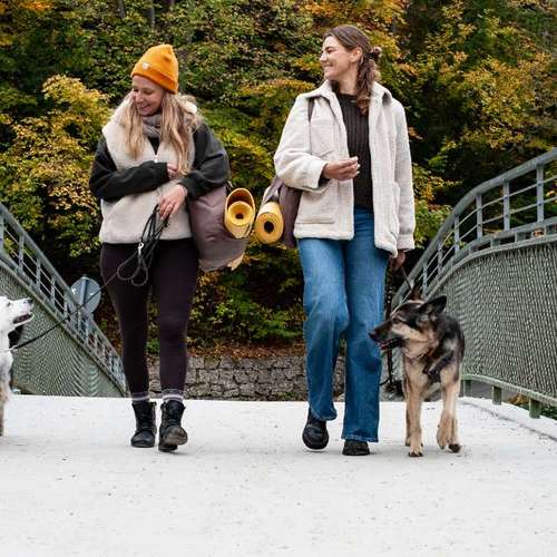 Hundeauslaufgebiet-Der heraufschauende Hund-Bild