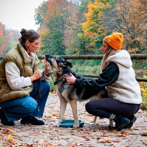 Hundeauslaufgebiet-Der heraufschauende Hund-Bild