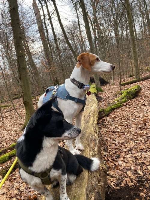 Hundeauslaufgebiet-Ab ins Rudel! Hundebetreuung-Bild