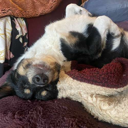 Hundeauslaufgebiet-Ab ins Rudel! Hundebetreuung-Bild