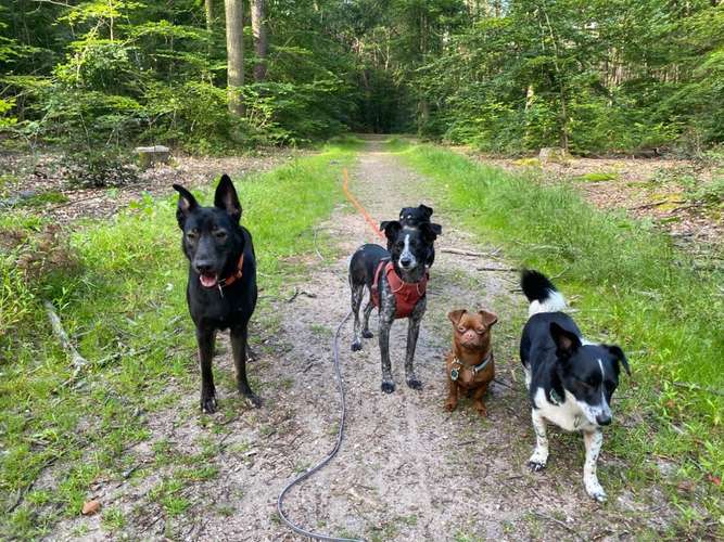 Hundeauslaufgebiet-Ab ins Rudel! Hundebetreuung-Bild