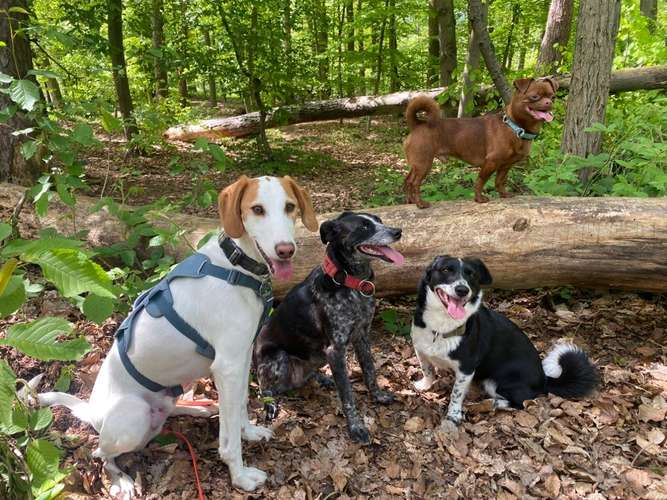 Hundeauslaufgebiet-Ab ins Rudel! Hundebetreuung-Bild