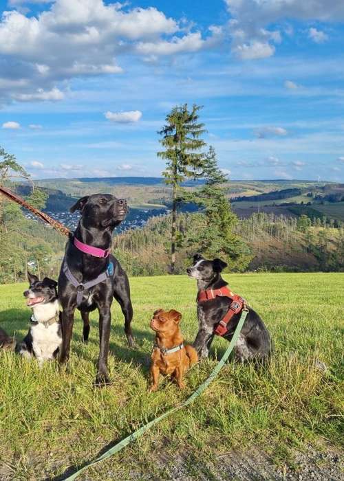 Hundeauslaufgebiet-Ab ins Rudel! Hundebetreuung-Bild