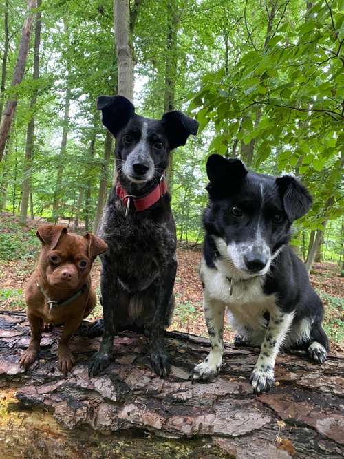 Hundeauslaufgebiet-Ab ins Rudel! Hundebetreuung-Bild