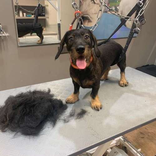 Hundeauslaufgebiet-Tiersalon fellfein-Bild