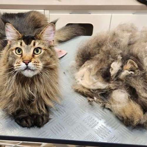 Hundeauslaufgebiet-Tiersalon fellfein-Bild