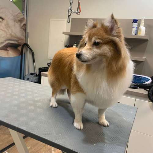 Hundeauslaufgebiet-Tiersalon fellfein-Bild