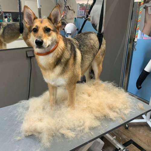Hundeauslaufgebiet-Tiersalon fellfein-Bild