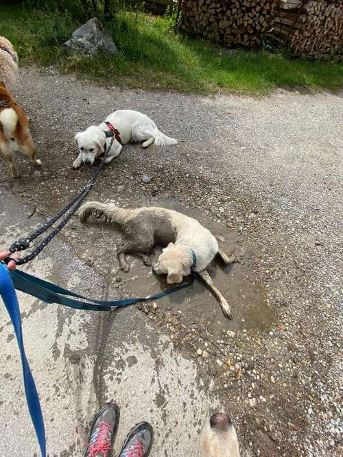 Hundeauslaufgebiet-So A Hund-Bild