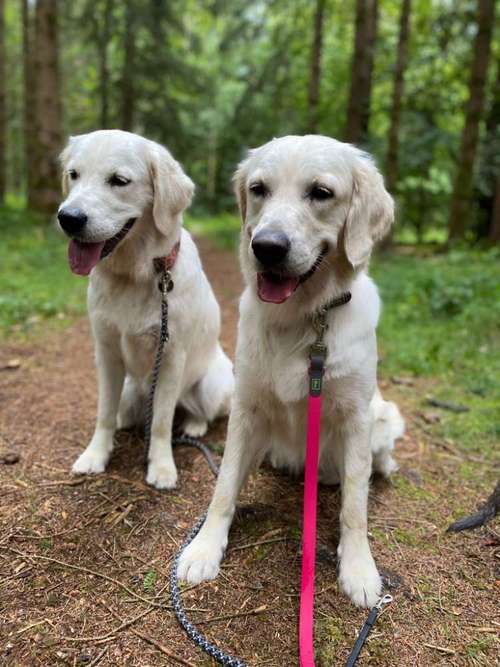 Hundeauslaufgebiet-So A Hund-Bild