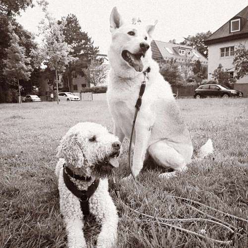 Hundeauslaufgebiet-So A Hund-Bild