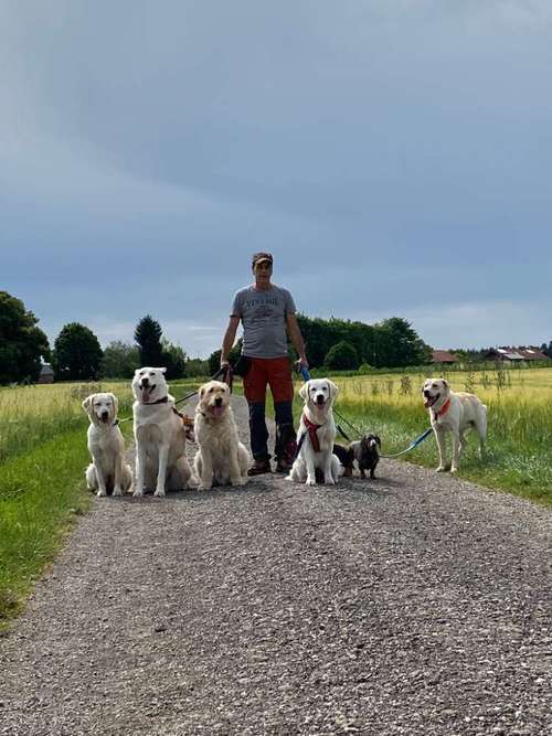 Hundeauslaufgebiet-So A Hund-Bild