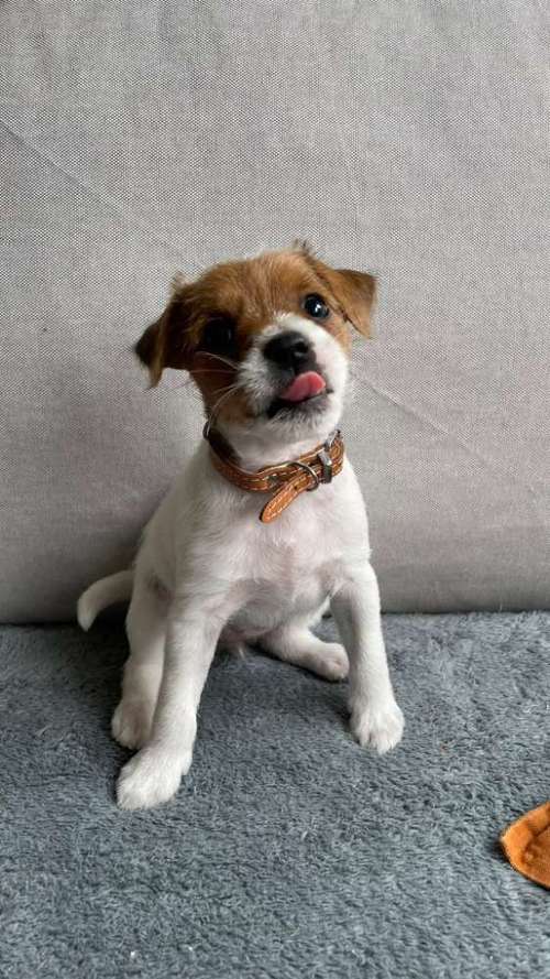 Hundeauslaufgebiet-Hundeschule Rosental - Schwerpunkt Agility-Bild