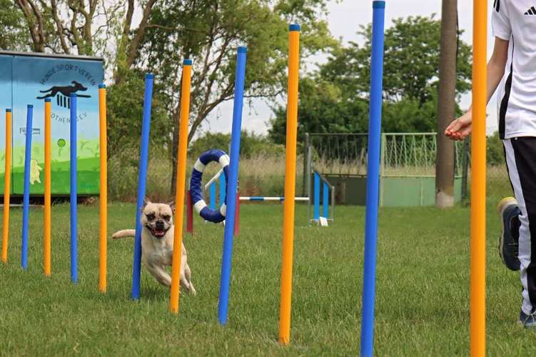 Hundeauslaufgebiet-Hundeschule Rosental - Schwerpunkt Agility-Bild