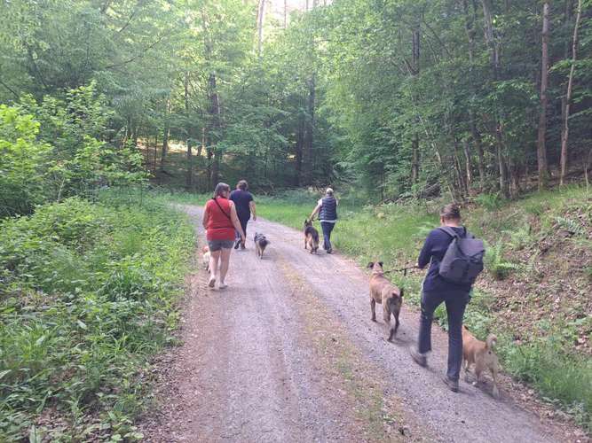 Hundeauslaufgebiet-Hundeschule Berthold Küttner-Bild