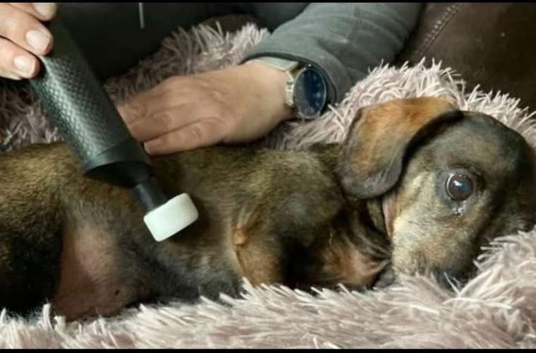 Hundeauslaufgebiet-Matrix-Rhythmus-Therapie-Bild