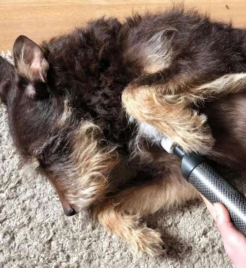 Hundeauslaufgebiet-Matrix-Rhythmus-Therapie-Bild