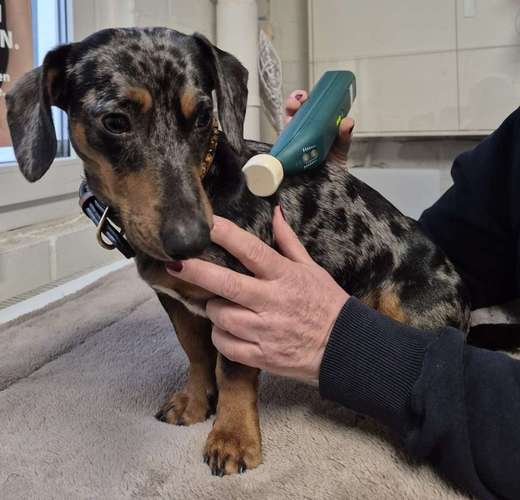 Hundeauslaufgebiet-Matrix-Rhythmus-Therapie-Bild