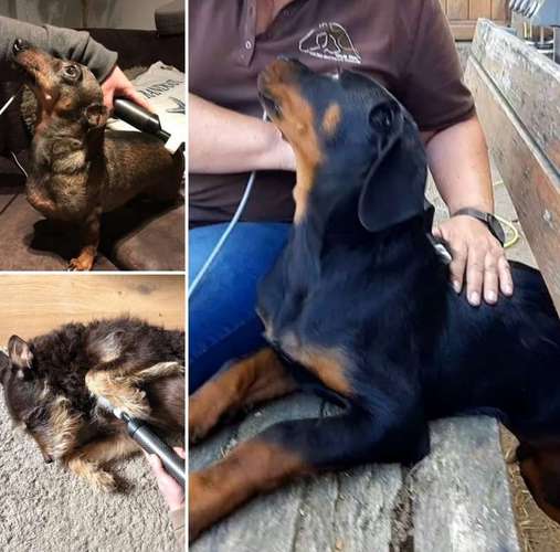 Hundeauslaufgebiet-Matrix-Rhythmus-Therapie-Bild