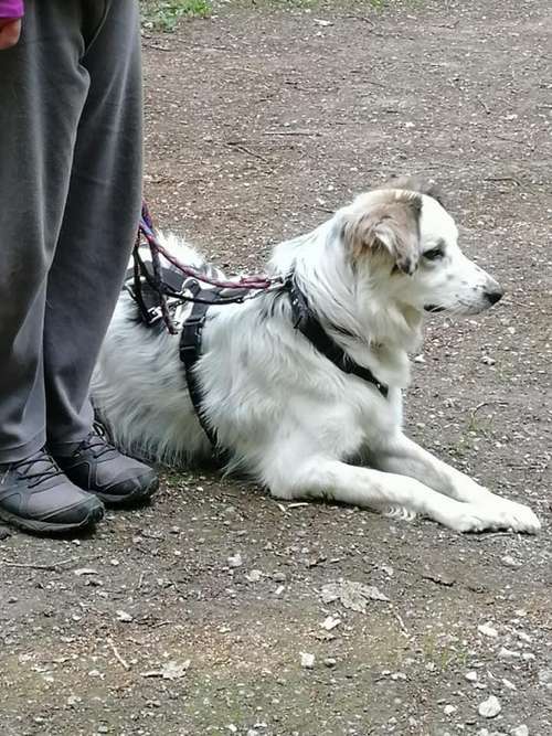 Hundeauslaufgebiet-Hundeschule Maureen‘s Dogs-Bild