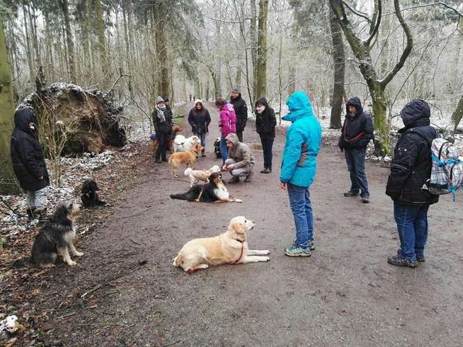 Hundeauslaufgebiet-Hundeschule Maureen‘s Dogs-Bild