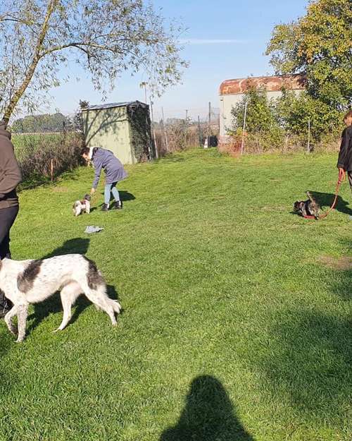 Hundeauslaufgebiet-Hundeschule Maureen‘s Dogs-Bild