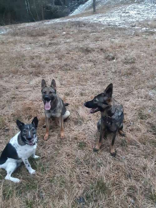 Hundeauslaufgebiet-Pro Dogs - Kathi Stadler-Bild