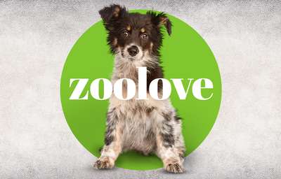 tests-zoolove-Bild