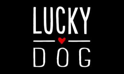 tests-Lucky Dog-Bild