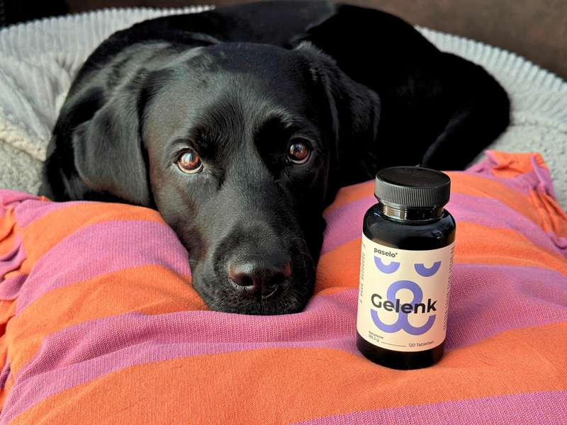 Sali mit den paselo Gelenktabletten