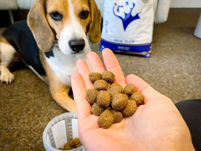 Das Trockenfutter in der Nahaufnahme