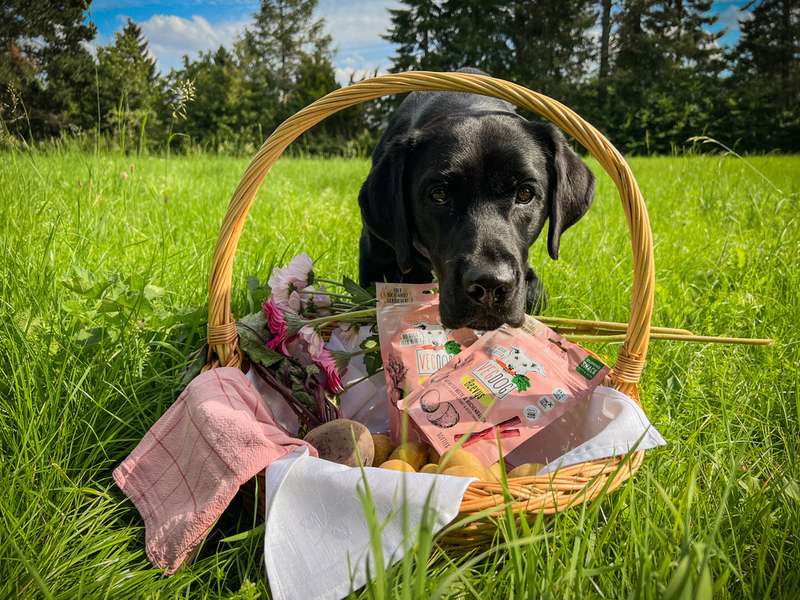 Labrador steckt Kopf durch den Korb mit den VEGDOG Beevys