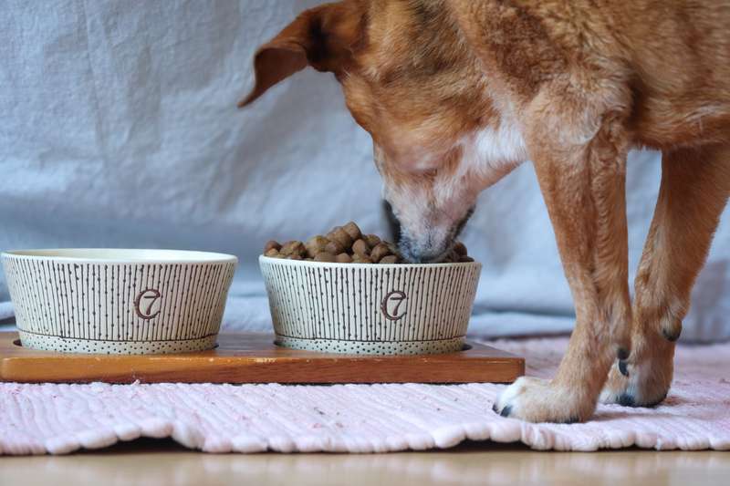 Nova an Futterschüssel mit WILDKIND Trockenfutter