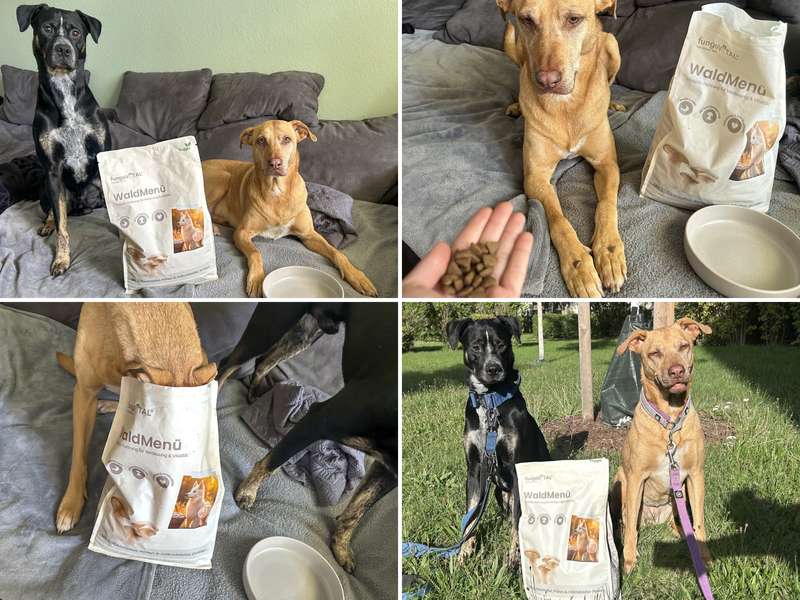 Vegetarisches Hundefutter auch f&uuml;r Senioren R&uuml;den geeignet 