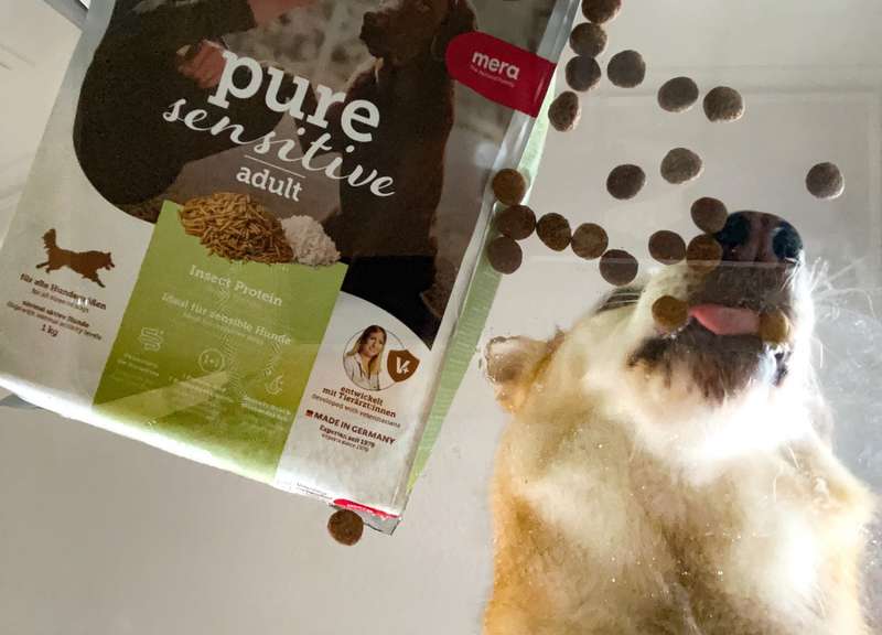 Kaya schleckt die mera Kroketten vom Glastisch