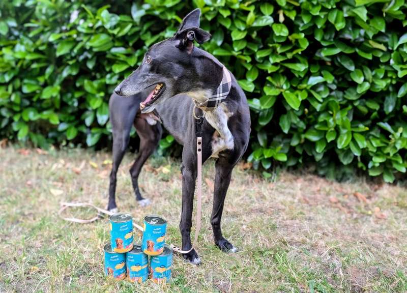 Newton mit dem activaFriendsNF