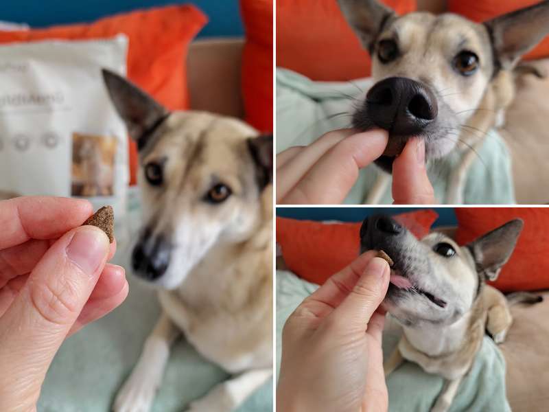 fungoVITAL WaldMen&uuml; Trockenfutter im Test mit Hund mit Unvertr&auml;glichkeiten
