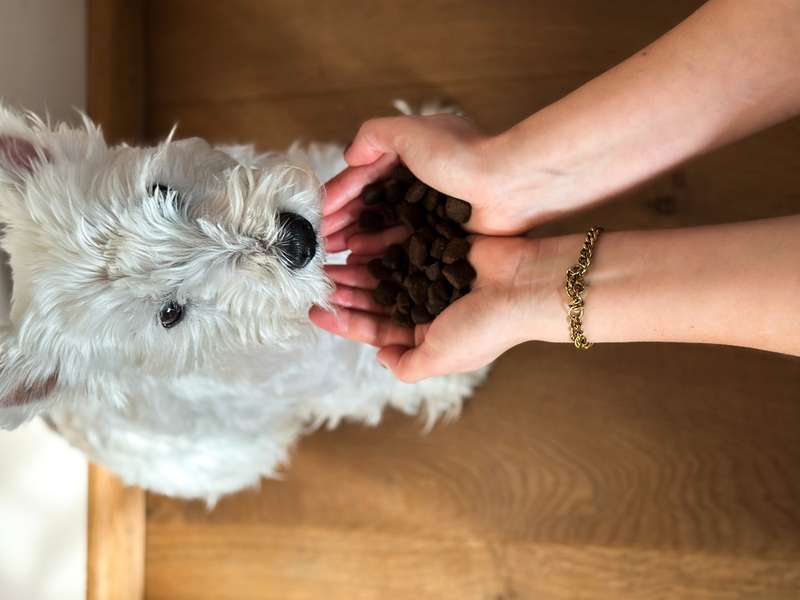 Westie und eine Handvoll Trockenfutter