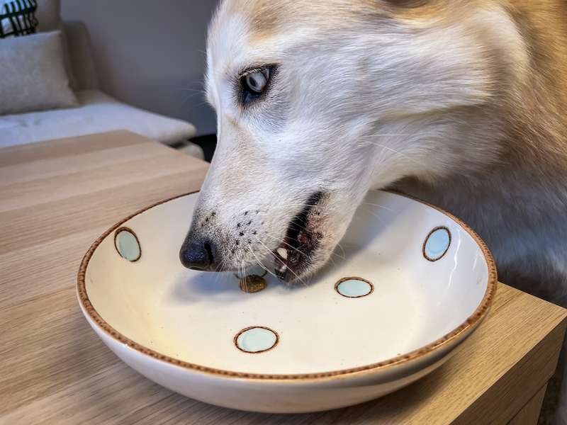 Endlich darf Kaya das leckere Futter testen