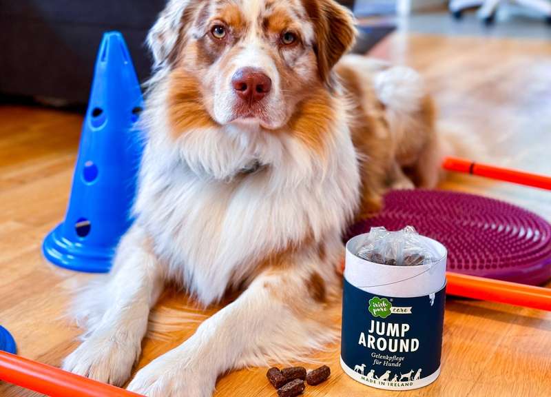 Luki liegt neben den Trainingsgeräten und Jump Around