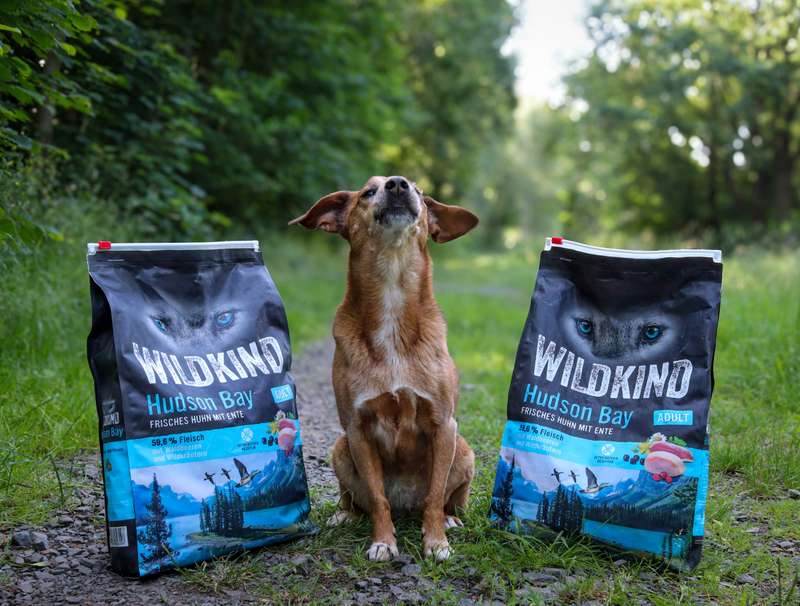 Hündin Nova zwischen den beiden Trockenfuttersäcken