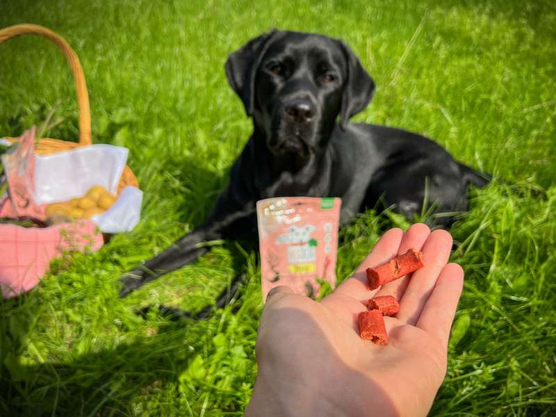 Gestückelte VEGDOG Beevys in der Hand und im Hintergrund ein Hund