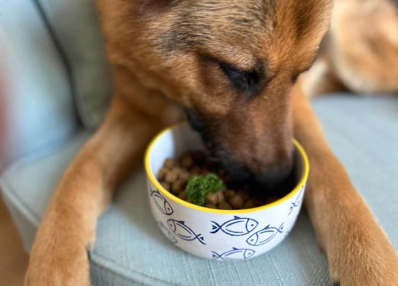 Schäferhund frisst Hill‘s Hundefutter
