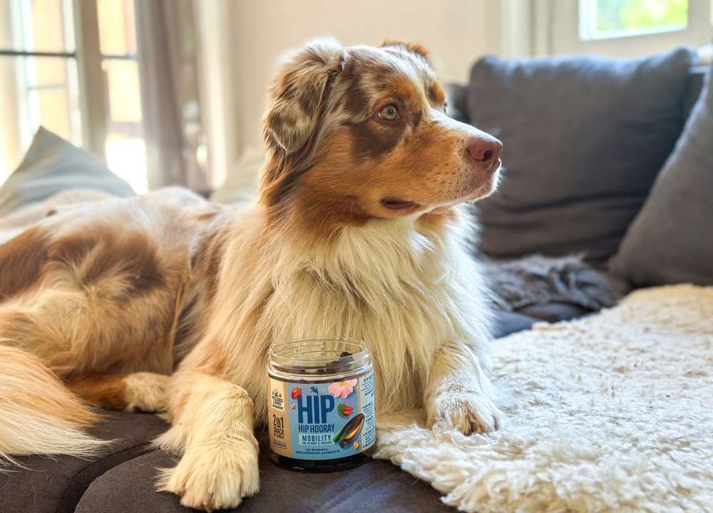 tests-Wildes Land MOBILITY 2in1 Snack mit Benefit – Für Gelenke & Knochen | Dogorama Erfahrungen und Community Bewertung inklusive Tierarzt Feedback-Bild