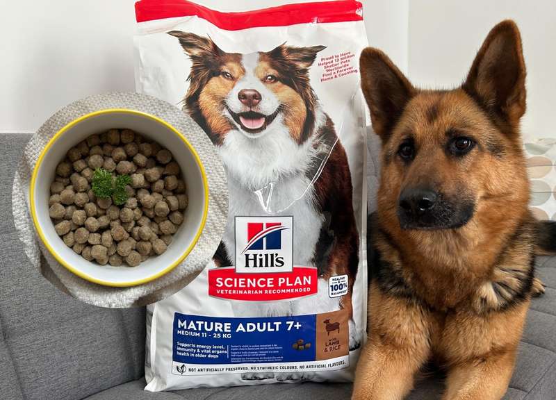 Schäferhund frisst Hill‘s Hundefutter