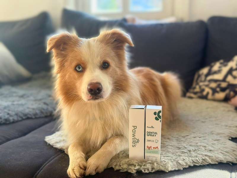 Pawlie&lsquo;s Dentalspray Erfahrungen mit Border Collie