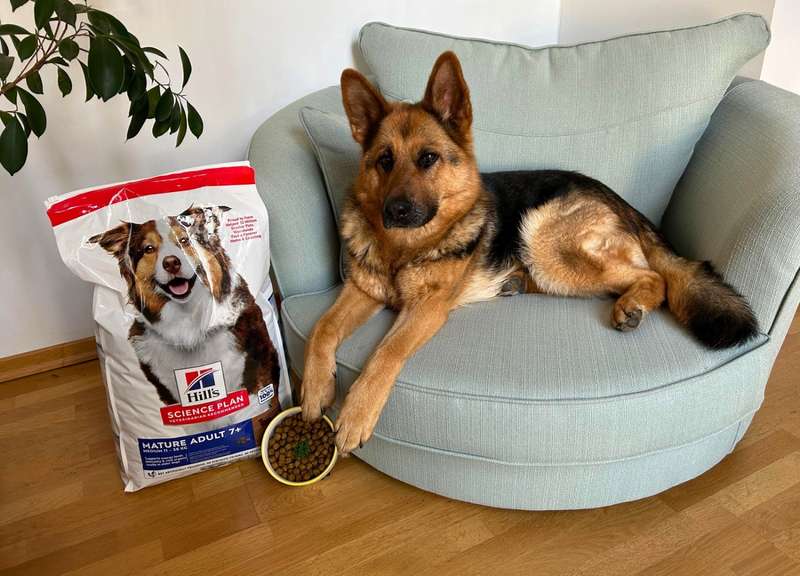 Schäferhund mit Hill‘s Hundefutter