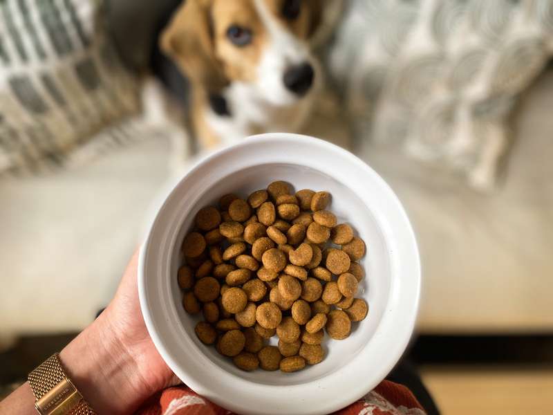 Emma schaut zu ihrem Napf