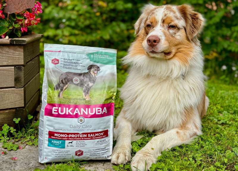 Nahaufnahme Luki neben dem Eukanuba Futtersack